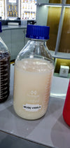 Inspired by Musk Vanilla - Wholesale